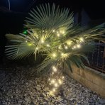 Palma konopná (Trachycarpus fortunei) - celková výška 140-160 cm, výška kmeňa 40-50 cm, kont. C25L (-17°C)